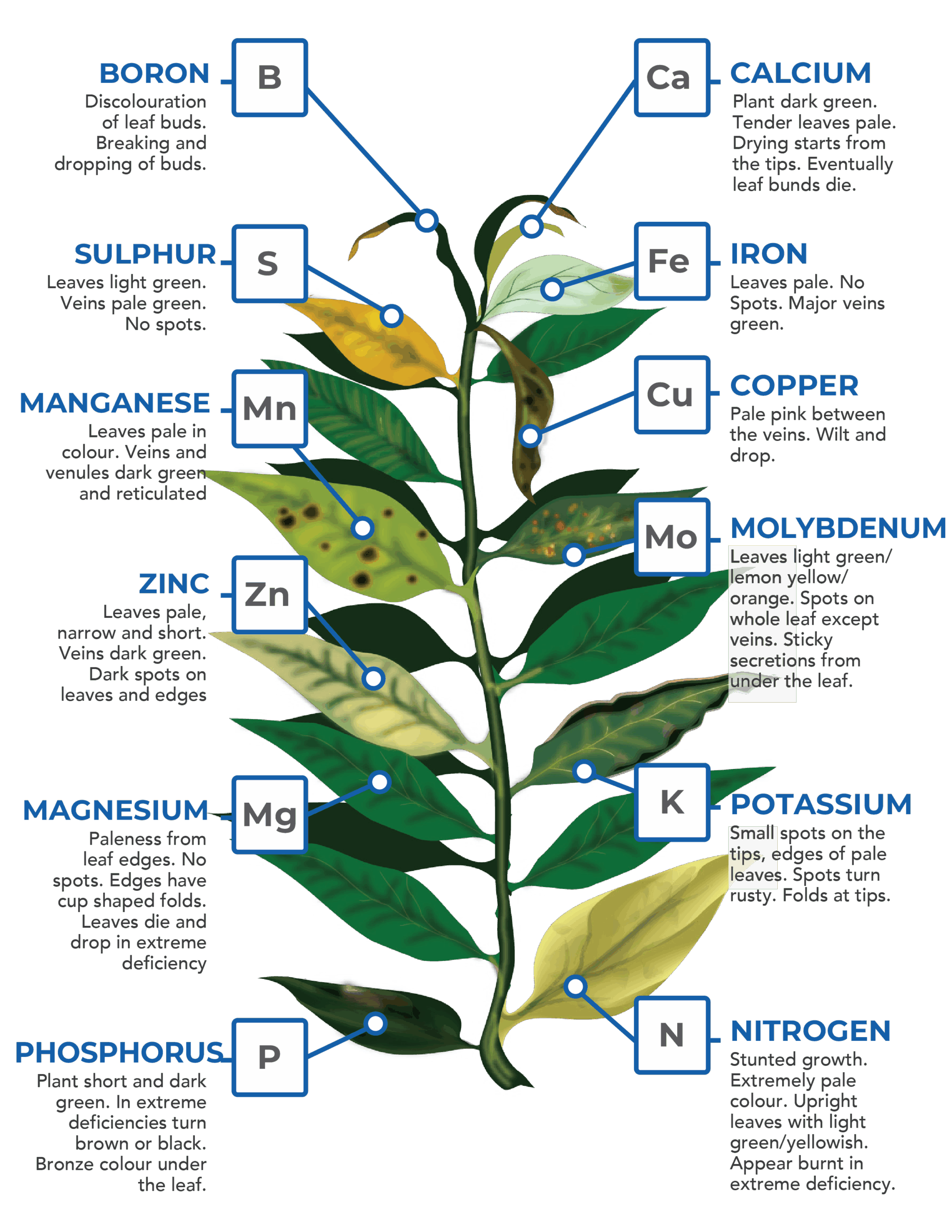 Nutrient Deficiency Chart
